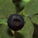 Vaccinium ovalifolium Fruit