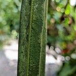 Anthurium vittariifolium Leaf