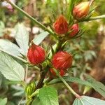 Hibiscus sabdariffa ഫലം