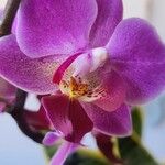 Phalaenopsis amabilis花