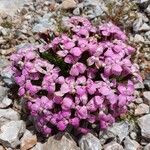 Dianthus glacialisBlüte