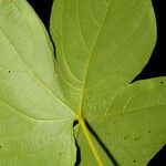 Dalechampia osana Leaf