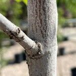 Acer saccharum Bark