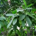 Pilocarpus pennatifolius Blad
