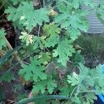 Pelargonium graveolens Blatt
