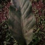 Anthurium cubense Leaf