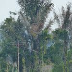 Arenga pinnata Συνήθη χαρακτηριστικά