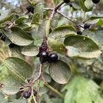 Rhamnus catharticaFruct