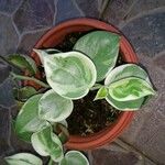 Peperomia scandens Liść