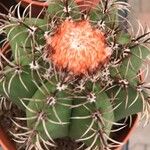 Melocactus matanzanus Blatt