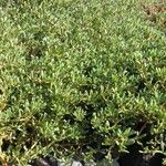 Sesuvium portulacastrum 整株植物