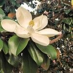 Magnolia virginianaFlower