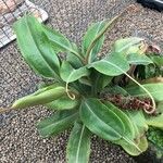 Nepenthes mirabilis Blatt