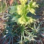 Helleborus foetidusFlower