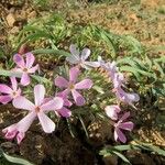 Phlox longifolia Kwiat