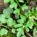 Cardamine bonariensis Leaf