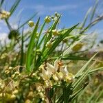 Gomphocarpus fruticosus Flor