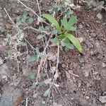 Atriplex semibaccata Leaf