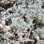 Artemisia pedemontana Leaf