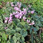 Cyclamen hederifolium Habitus