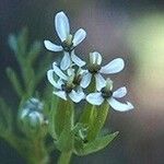 Scandix pecten-veneris Blüte