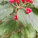 Viburnum trilobumFroito