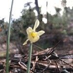 Narcissus triandrus Kvet