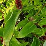 Cautleya spicata Fuelha