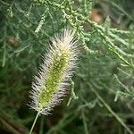 Setaria viridis Fruto