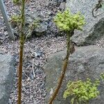 Petrosedum sediforme Liść