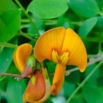 Colutea orientalis Flor