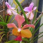 Papilionanthe teres Çiçek