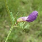 Vicia peregrina Flor