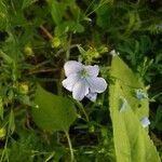 Linum usitatissimum Fiore