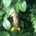 Gmelina philippensis ফুল