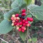 Viburnum lantanaഫലം