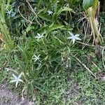 Hippobroma longiflora Flor