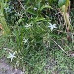 Hippobroma longiflora Flower