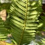 Dicksonia antarctica Leaf