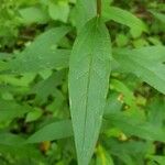 Doellingeria umbellata Hoja