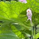 Lamium purpureum Virág