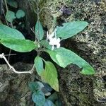 Pseuderanthemum variabile Blad