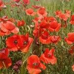 Papaver rhoeas Цвят