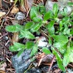 Cerastium fontanum Habit