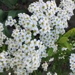 Spiraea × vanhouttei Õis