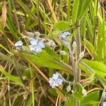 Myosotis arvensis পাতা