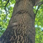 Acer saccharum Bark