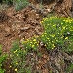 Genista hispanica Costuma