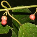 Siparuna thecaphora Fruit