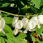Lamprocapnos spectabilis Flower